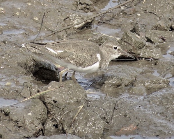 common sandpiper